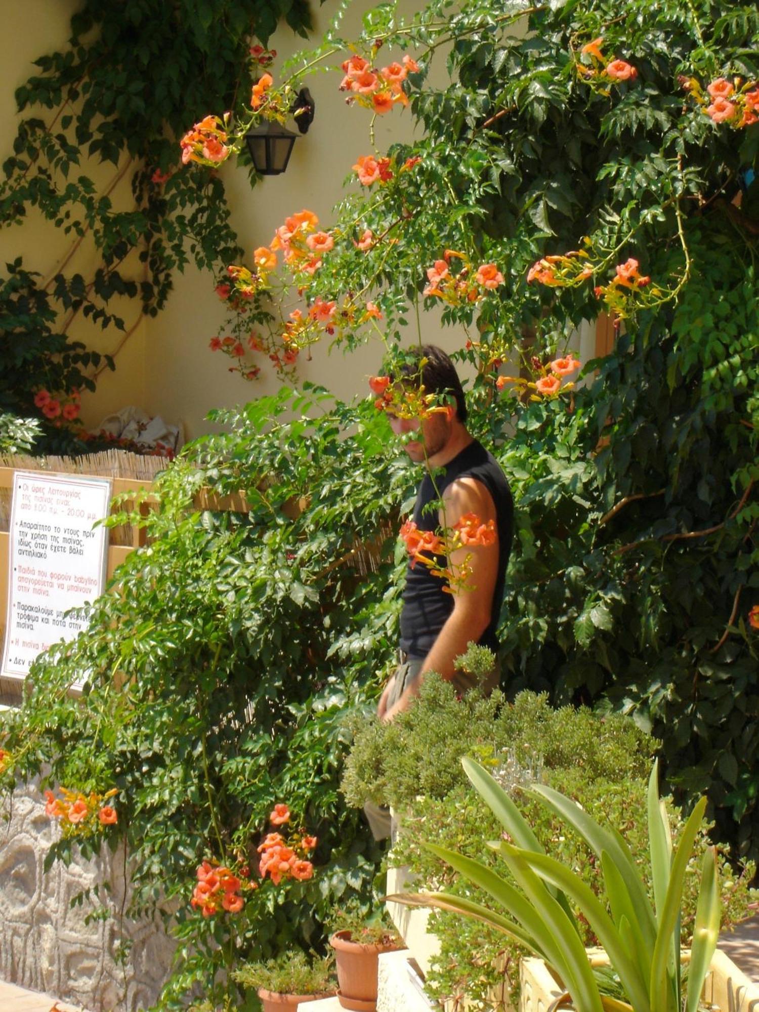Hotel Afea Agia Marina  外观 照片